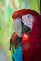 Cute parrot at the Zoo (no fancy caption)
