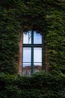 A window covered with flowers in Berlin, Germany